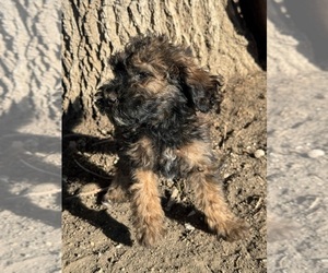 Poodle (Miniature)-Poodle (Standard) Mix Puppy for sale in LONGMONT, CO, USA