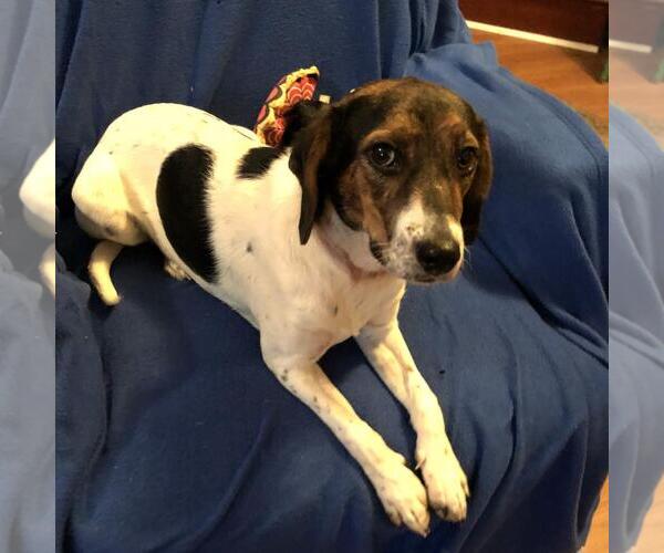 Medium Photo #3 Jack-A-Bee Puppy For Sale in Yardley, PA, USA