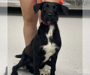 Pointer-Unknown Mix Dogs for adoption in Washington, DC, USA