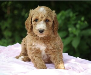 Poodle (Standard) Puppy for sale in FREDERICKSBG, OH, USA