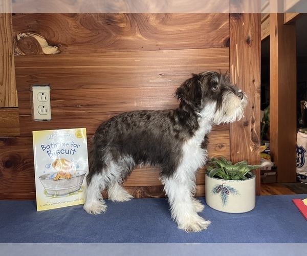 Medium Photo #1 Schnauzer (Miniature) Puppy For Sale in BIG CABIN, OK, USA