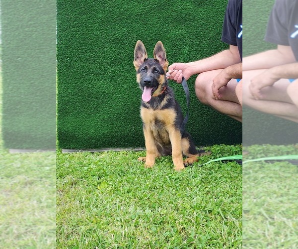 Medium Photo #7 German Shepherd Dog Puppy For Sale in LOUISVILLE, KY, USA