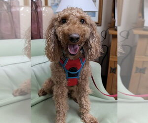 Poodle (Miniature) Dogs for adoption in Mundelein, IL, USA