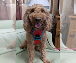 Small Poodle (Miniature)