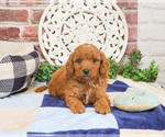 Small Photo #12 Cavapoo (Miniature) Puppy For Sale in SYRACUSE, IN, USA