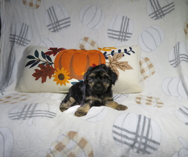 Medium Photo #2 Yorkshire Terrier Puppy For Sale in COOKEVILLE, TN, USA