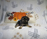 Litter of 2 - Male(s) and Female(s) Yorkshire TerrierLitter of Puppies for Sale - Photo #2