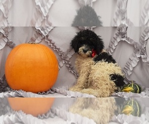 Bernedoodle Puppy for sale in LANCASTER, PA, USA