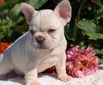 Small #14 French Bulldog