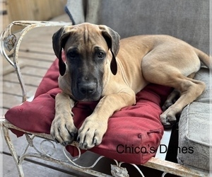 Boerboel Puppy for sale in WILLIS, TX, USA