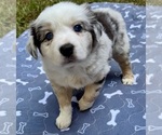 Puppy Girl 1 Australian Shepherd