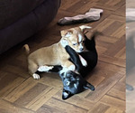 Image preview for Ad Listing. Nickname: Whole litter