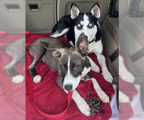 Medium Photo #4 Huskies -Unknown Mix Puppy For Sale in Germanton, TN, USA