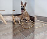 Small #7 German Shepherd Dog Mix