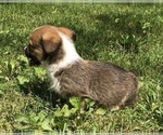 Small Photo #2 Pembroke Welsh Corgi Puppy For Sale in SANTA MONICA, CA, USA