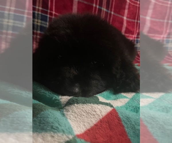 Medium Photo #5 Newfoundland Puppy For Sale in AURORA, IN, USA