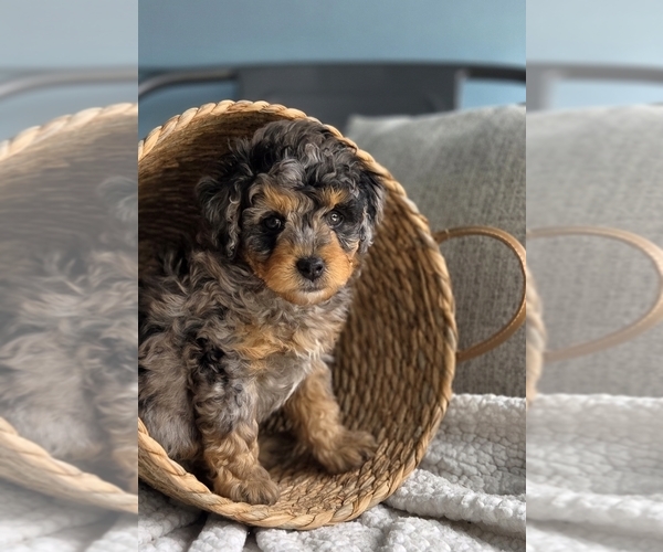 Medium Photo #1 Aussiedoodle Miniature  Puppy For Sale in SAINT CLOUD, FL, USA