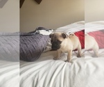 Small Photo #2 Pug Puppy For Sale in DENVER, CO, USA