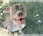 Small #2 Mutt