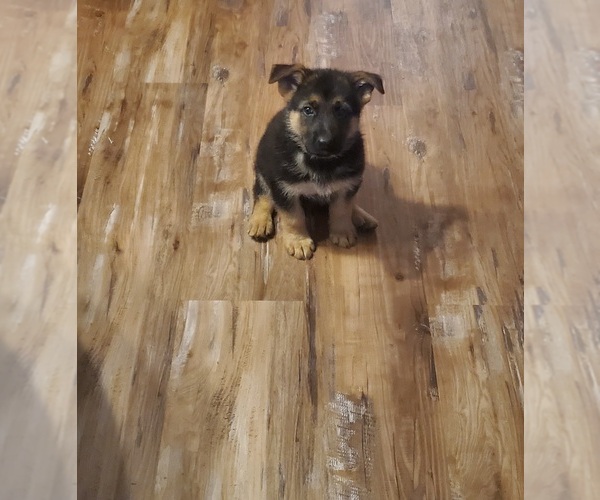 Medium Photo #5 German Shepherd Dog Puppy For Sale in AHOSKIE, NC, USA