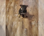 Small #4 German Shepherd Dog