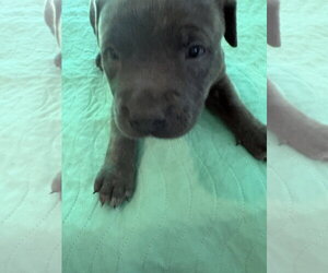 Suvina - Female Labrador Retriever-Unknown Mix Dog for Adoption - Photo #3