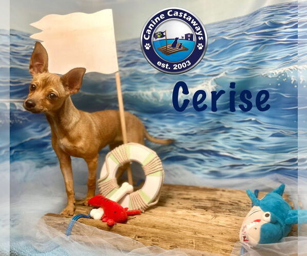 Medium Photo #3 Chihuahua Puppy For Sale in Arcadia, FL, USA
