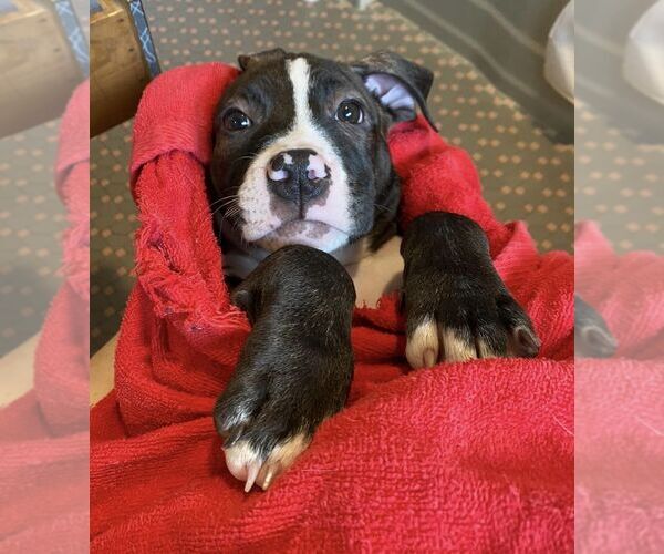 Medium Photo #3 American Staffordshire Terrier-Boxer Mix Puppy For Sale in Springdale, PA, USA