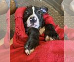 Small #2 American Staffordshire Terrier-Boxer Mix