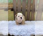 Small Photo #3 Bulldog Puppy For Sale in QUEEN ANNE, WA, USA
