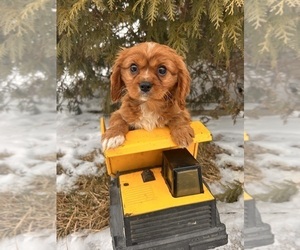 Cavalier King Charles Spaniel Puppy for sale in MIDDLEBURY, IN, USA