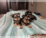 Small Photo #1 Yorkshire Terrier Puppy For Sale in HIGHLAND, CA, USA