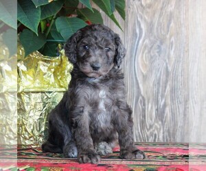 Goldendoodle-Poodle (Standard) Mix Puppy for sale in HONEY BROOK, PA, USA