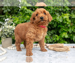 Small Photo #6 Goldendoodle (Miniature) Puppy For Sale in BERNE, IN, USA