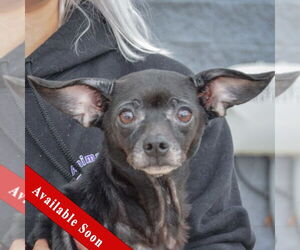 Chiweenie Dogs for adoption in Huntley, IL, USA