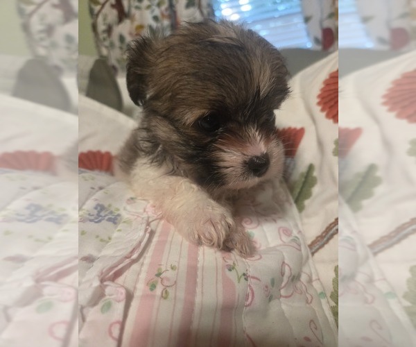 Medium Photo #42 Maltipom Puppy For Sale in HUDSON, MA, USA