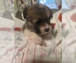 Small #41 Maltipom