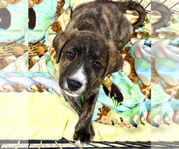 Medium Photo #2 Mutt Puppy For Sale in Laramie, WY, USA