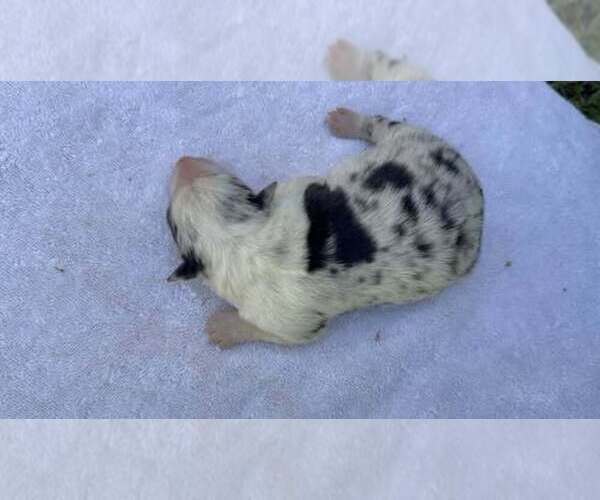 Medium Photo #54 Border Collie Puppy For Sale in MOSIER, OR, USA