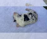 Small Photo #54 Border Collie Puppy For Sale in MOSIER, OR, USA