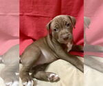 Small #2 Bullboxer Pit