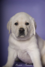 Labrador Retriever Puppy for sale in MURRIETA, CA, USA
