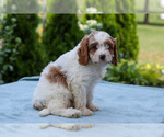 Small #2 Cavapoo