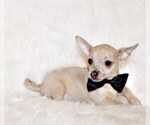 Puppy Zax Chihuahua