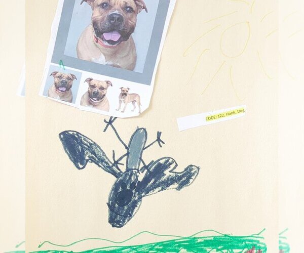 Medium Photo #54 American Pit Bull Terrier-Bulldog Mix Puppy For Sale in Kanab, UT, USA