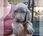 Small Weimaraner