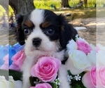 Small Photo #3 Cavalier King Charles Spaniel Puppy For Sale in CALLAO, VA, USA