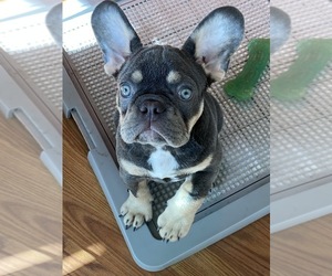 French Bulldog Puppy for sale in LANCASTER, CA, USA