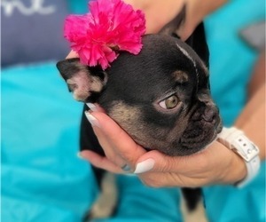 French Bulldog Puppy for sale in TAMPA, FL, USA