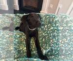 Small #4 Labrador Retriever Mix